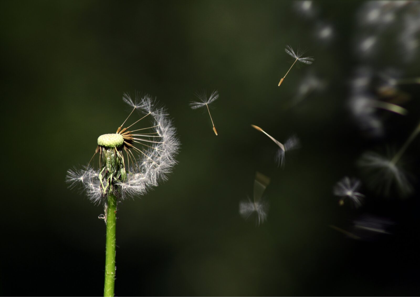 Dandelion seeds floating away against a dark green background