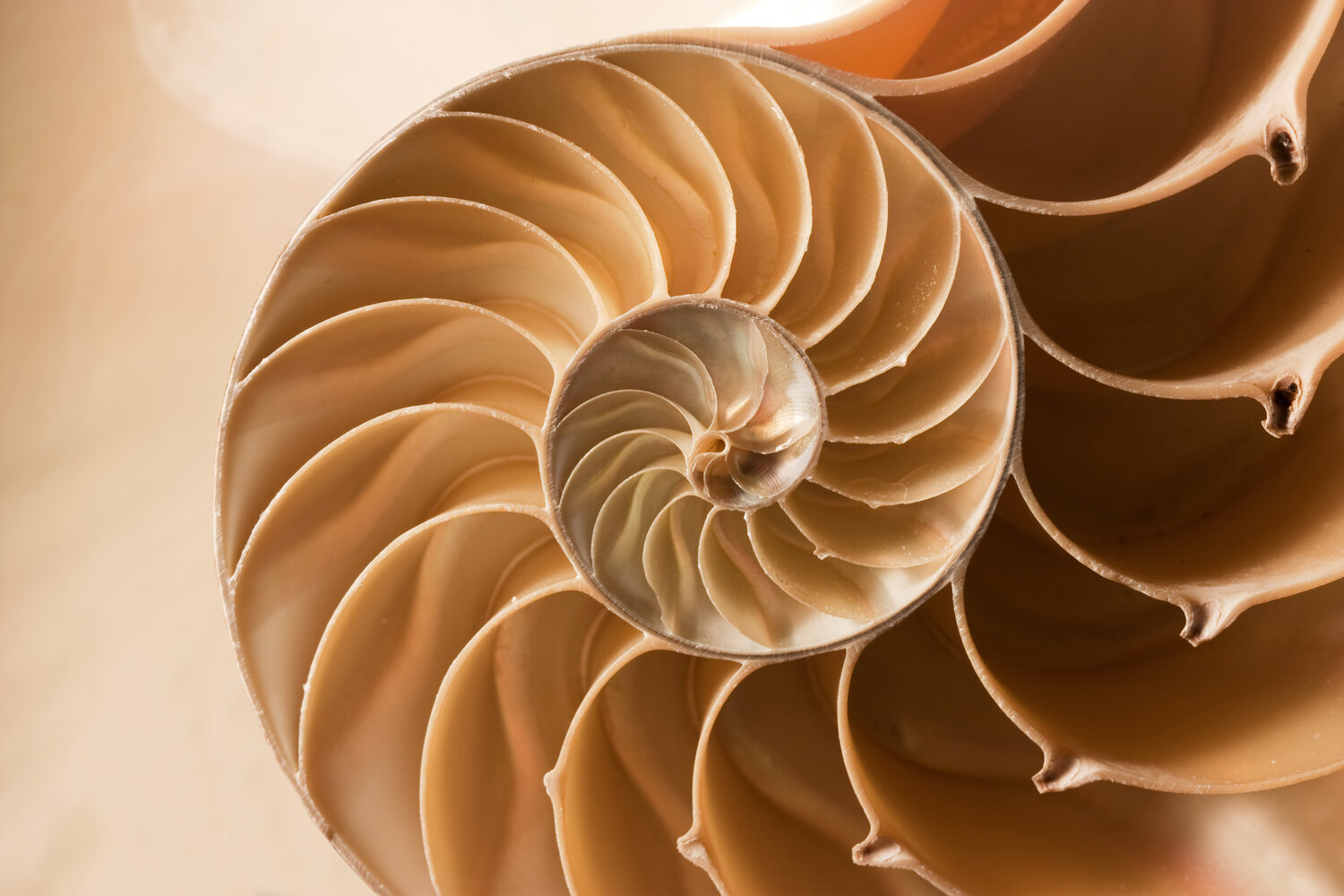 The repeating spiral pattern inside a nautilus shell